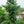 Load image into Gallery viewer, Blue China Fir