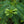 Load image into Gallery viewer, Blue China Fir