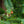 Load image into Gallery viewer, Blue China Fir