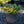 Load image into Gallery viewer, Blue Chip Creeping Juniper