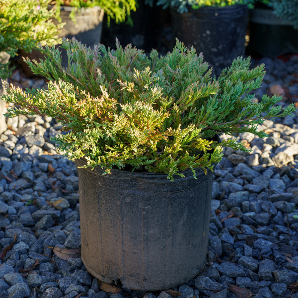 Blue Chip Creeping Juniper