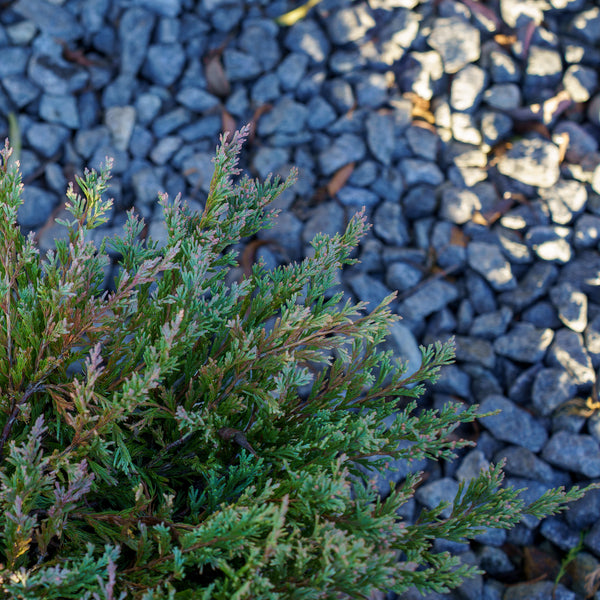 Blue Chip Creeping Juniper