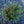 Load image into Gallery viewer, Blue Chip Creeping Juniper