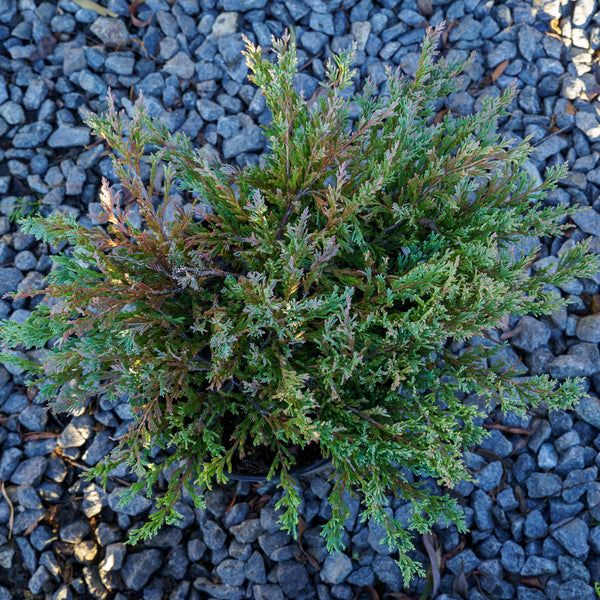 Blue Chip Creeping Juniper