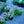 Load image into Gallery viewer, Blue Emerald Creeping Phlox