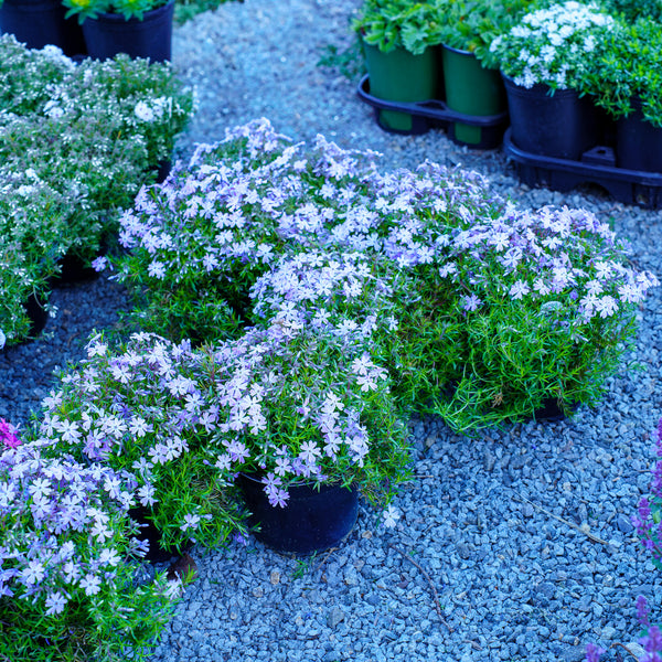 Blue Emerald Creeping Phlox