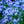 Load image into Gallery viewer, Blue Emerald Creeping Phlox