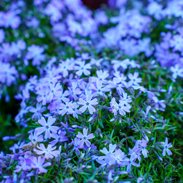 Blue Emerald Creeping Phlox