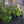 Load image into Gallery viewer, Blue Emerald Creeping Phlox