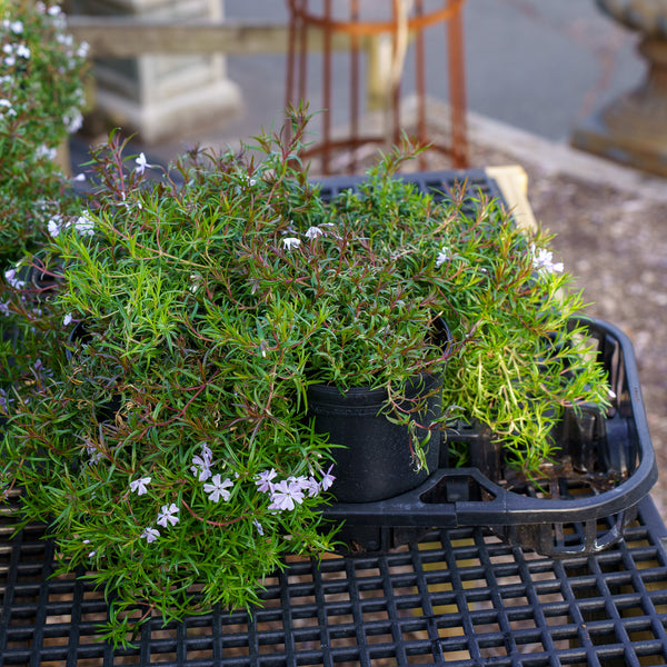 Blue Emerald Creeping Phlox