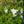 Load image into Gallery viewer, Blue Emerald Creeping Phlox