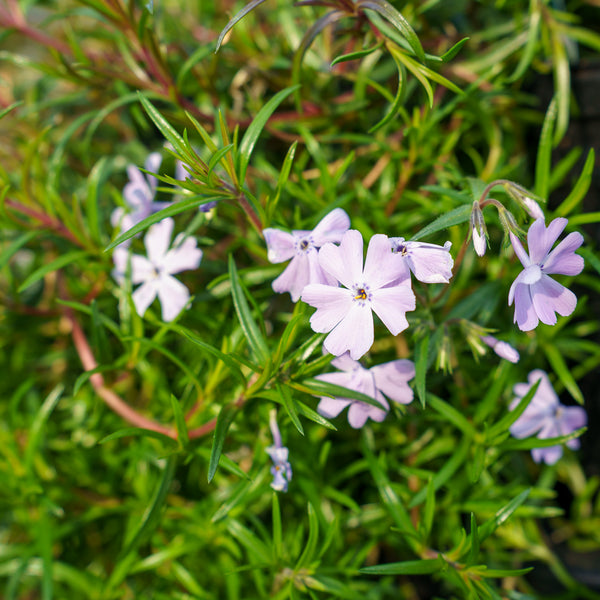 Blue Emerald Creeping Phlox