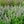 Load image into Gallery viewer, Blue Fortune Hyssop