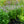 Load image into Gallery viewer, Blue Fortune Hyssop