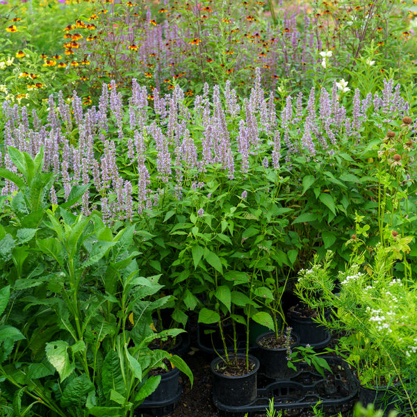 Blue Fortune Hyssop