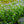 Load image into Gallery viewer, Blue Fortune Hyssop