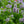 Load image into Gallery viewer, Blue Fortune Hyssop
