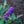Load image into Gallery viewer, Blue Heaven Butterfly Bush - Butterfly Bush - Shrubs