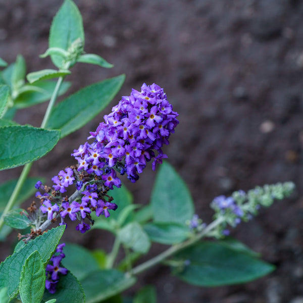Blue Heaven Butterfly Bush - Butterfly Bush - Shrubs