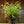 Load image into Gallery viewer, Blue Heaven Butterfly Bush - Butterfly Bush - Shrubs
