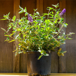 Blue Heaven Butterfly Bush - Butterfly Bush - Shrubs