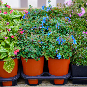 Blue Heron Corydalis