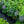 Load image into Gallery viewer, Blue Hobbit Sea Holly