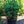Load image into Gallery viewer, Blue Lou Japanese White Pine