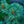 Load image into Gallery viewer, Blue Lou Japanese White Pine
