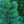 Load image into Gallery viewer, Blue Lou Japanese White Pine