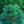 Load image into Gallery viewer, Blue Lou Japanese White Pine