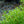 Load image into Gallery viewer, Blue Mist Bluebeard