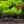 Load image into Gallery viewer, Blue Mist Bluebeard