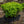 Load image into Gallery viewer, Blue Muffin Arrowwood Viburnum