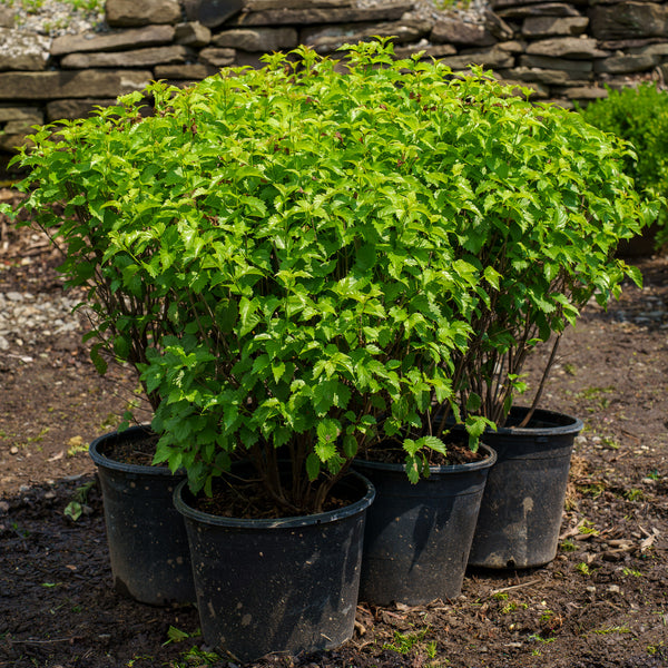 Blue Muffin Arrowwood Viburnum