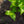 Load image into Gallery viewer, Blue Muffin Arrowwood Viburnum