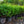 Load image into Gallery viewer, Blue Muffin Arrowwood Viburnum