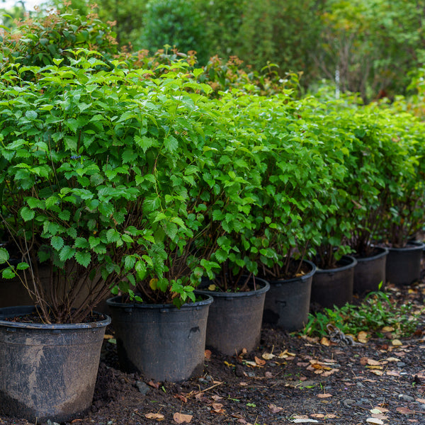 Blue Muffin Arrowwood Viburnum