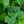 Load image into Gallery viewer, Blue Muffin Arrowwood Viburnum