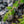 Load image into Gallery viewer, Blue Pacific Shore Juniper - Juniper - Conifers
