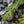 Load image into Gallery viewer, Blue Pacific Shore Juniper - Juniper - Conifers