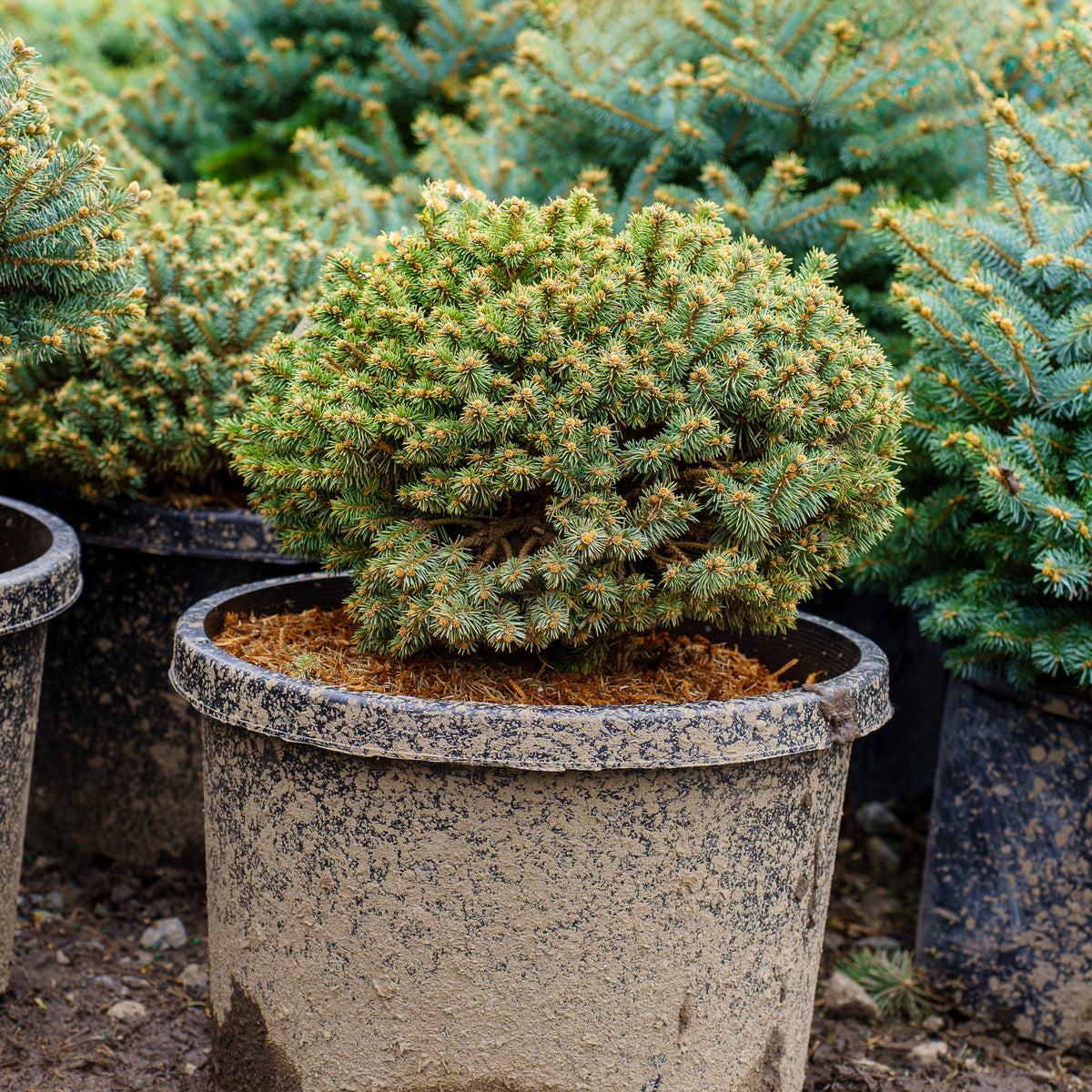 Blue Pearl Colorado Spruce (Picea) | Plants To Grow Plants