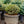 Load image into Gallery viewer, Blue Pearl Miniature Colorado Blue Spruce - Spruce - Conifers