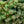 Load image into Gallery viewer, Blue Pearl Miniature Colorado Blue Spruce - Spruce - Conifers