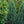 Load image into Gallery viewer, Blue Point Juniper - Juniper - Conifers