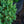 Load image into Gallery viewer, Blue Point Chinese Juniper