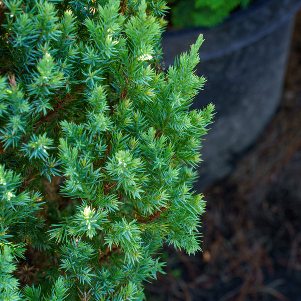 Blue Point Chinese Juniper