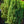 Load image into Gallery viewer, Blue Point Chinese Juniper