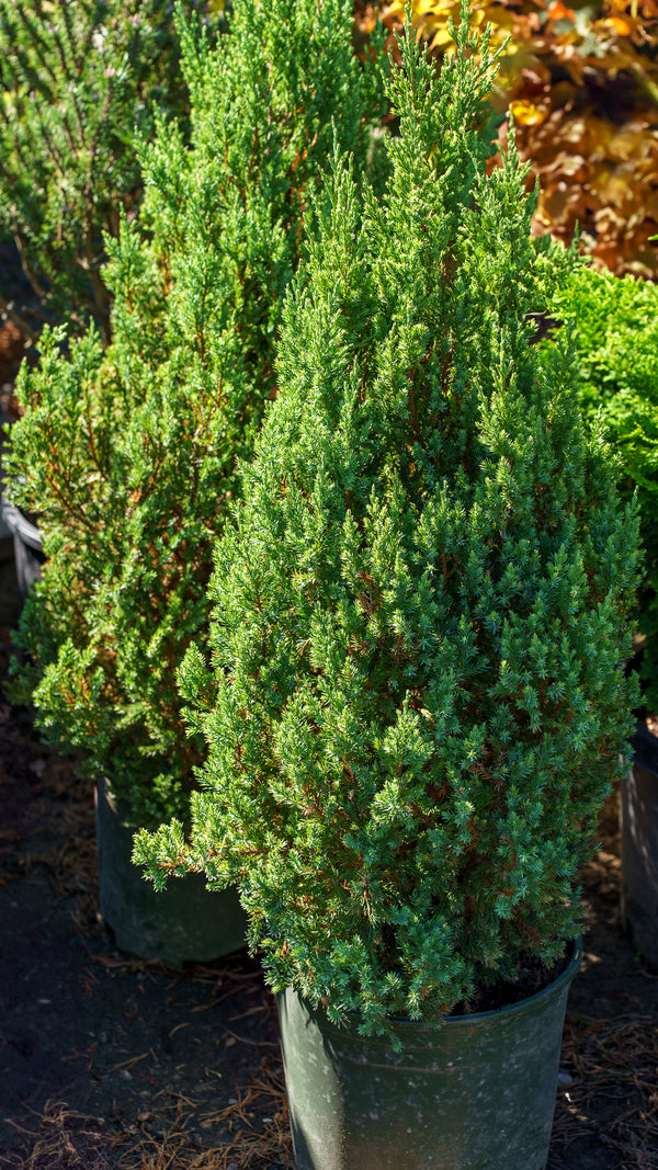 Blue Point Chinese Juniper