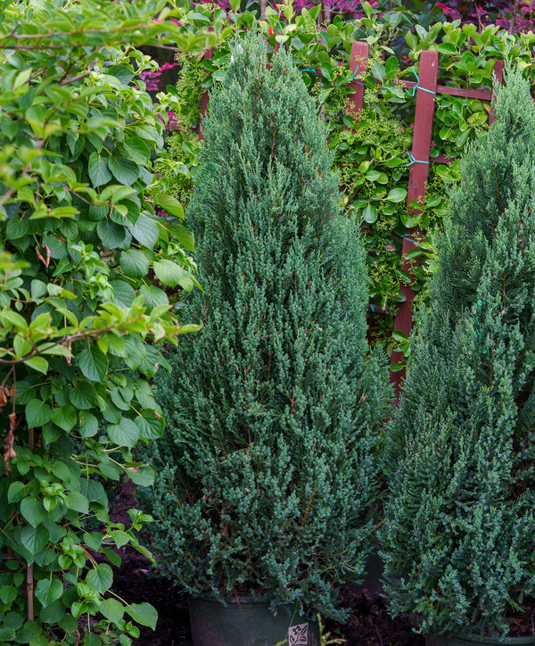 Blue Point Juniper - Juniper - Conifers